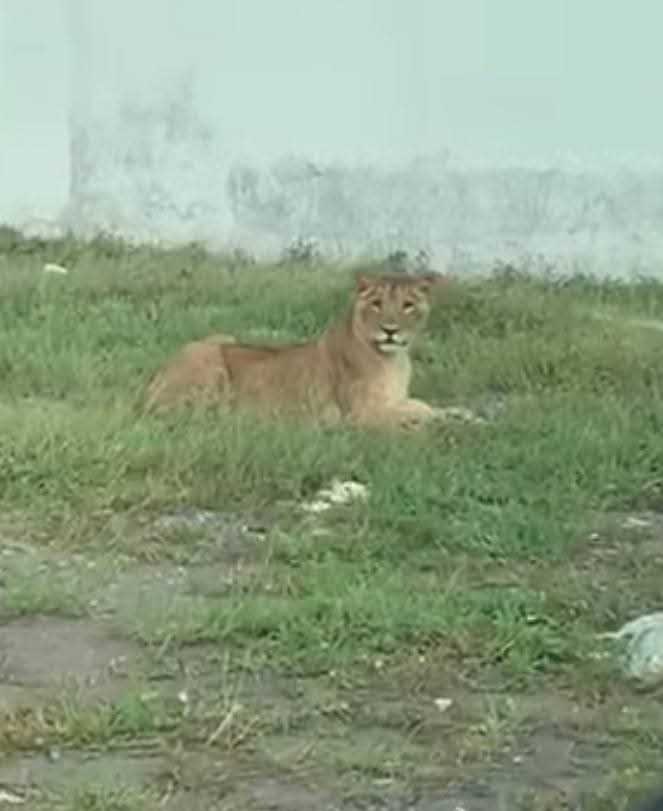 Profepa tiene miedo de atender posesión de animales exóticos en Riviera Veracruzana