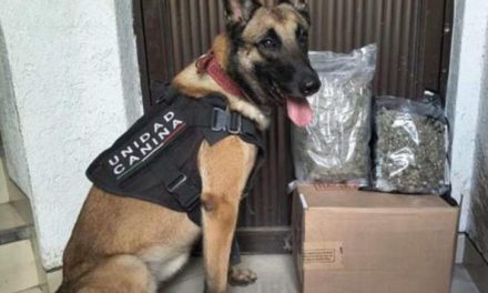 SSP detiene a 18 personas y asegura armas, presuntas drogas y vehículos en 20 municipios